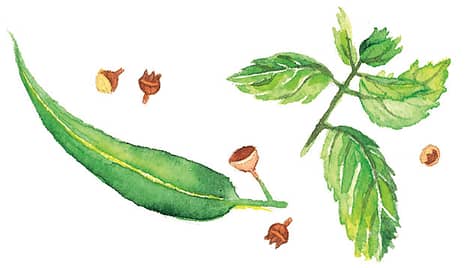 Eucalyptus Mint