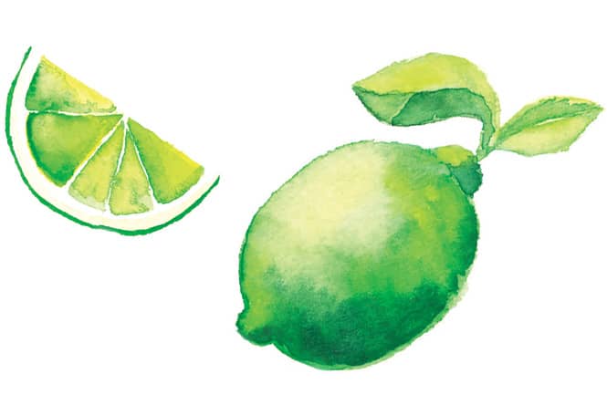 Watercolour Lime Illustration