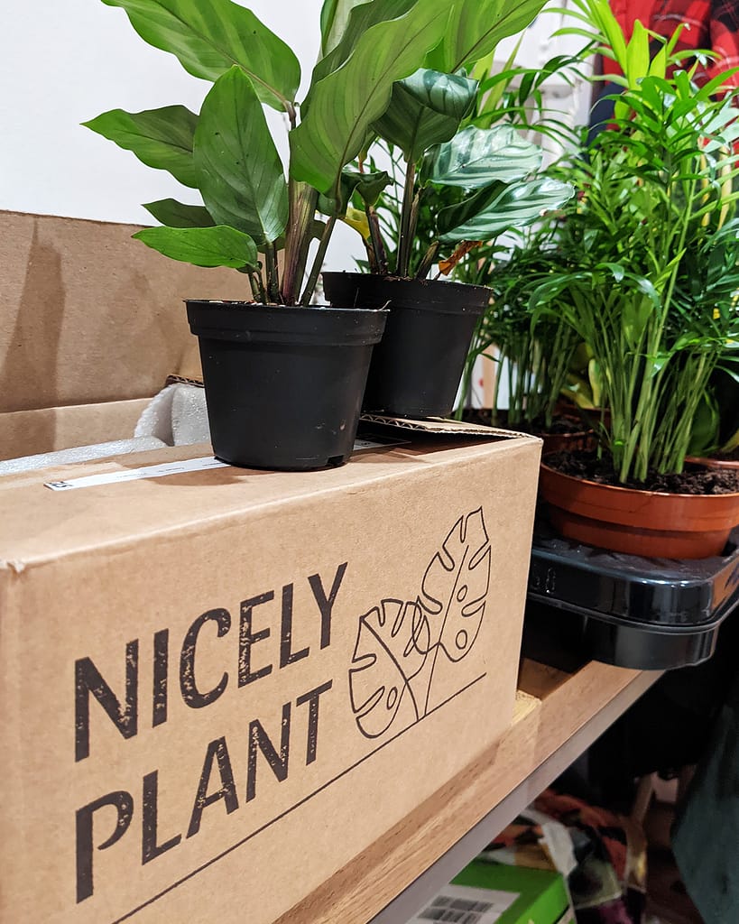 Nicely Plant Box